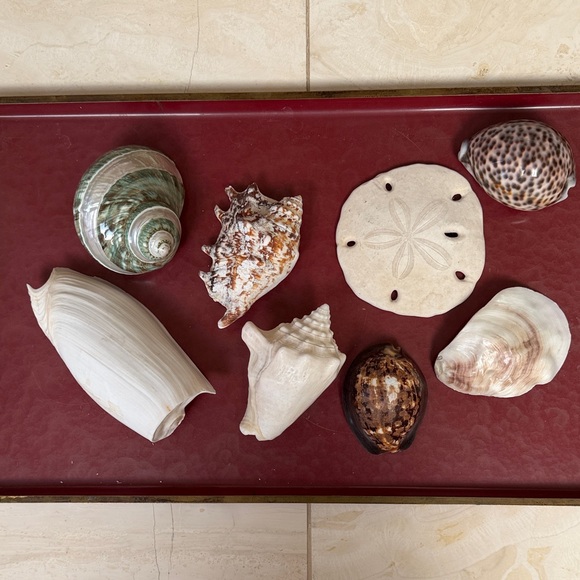 Other - Medium Size Shells Not Found In Typical Souveneir Packs